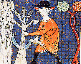La moisson : miniature du XIIIe siècle. Escurial, bibliothèque royale (Espagne).